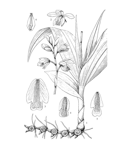 Natural compounds from  Bletilla striata